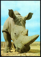 E5520 - TOP Nashorn - Rhinoceros