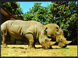 D1654 - TOP Nashorn Zoo Leipzig Tierpark - Bild Und Heimat Reichenbach - Rinoceronte