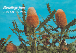 Cervantes - Banksia - Altri & Non Classificati