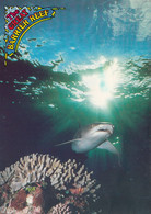 The Great Barrier Reef - The White Tipped Reef Shark 1987 - Great Barrier Reef