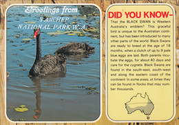 Yanchep National Park - Australian Black SWan - Altri & Non Classificati