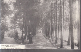 Beauplateau (Couvent Des Redemptoristes) - Le Jardin, Allée Des Sapins - Sainte-Ode