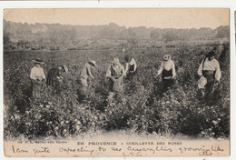 06 En Provence, Cueillette Des Rose  CIRCULEE POUR L'ANGLETERRE 10/03/1903 - Altri & Non Classificati
