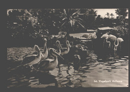 Alphen A/d Rijn - Int. Vogelpark Avifauna - Pelikanen En Flamingo's - 1954 - Alphen A/d Rijn