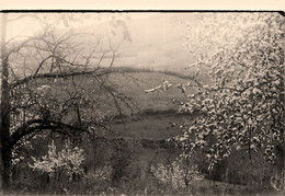 Ussat * Carte Photo * Une Vue Du Village - Sonstige & Ohne Zuordnung