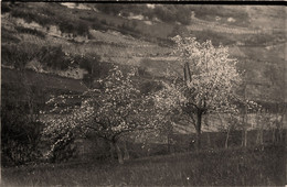 Ussat * Carte Photo * Une Vue Du Village - Sonstige & Ohne Zuordnung