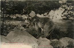 Ariège * Un Ours Capturé Sur Les Sommets * Montreur D'ours - Sonstige & Ohne Zuordnung