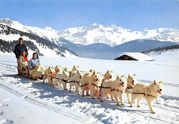 Samoëns      74         Attelage De Chiens  Samoyèdes   10x15        (voir Scan) - Samoëns