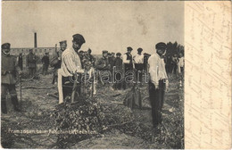 T2/T3 1915 Franzosen Beim Faschinenflechten / WWI German Military, French POWs (prisoners Of War) (fl) - Zonder Classificatie