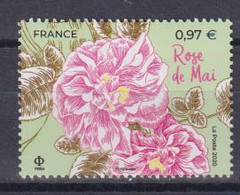 Año 2020 Nº 5400 Rosa De Mayo - Unused Stamps