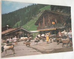 74 Morzine 1995 Les Lindarets Elevage De Chèvre Touristes Boutiques Souvenirs Peaux Vaches Chèvres Pub Kodak - Morzine