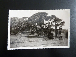 Z33 - 83 - La Garde-Freinet - Pinède De Saint-Eloi - 1956 - La Garde Freinet