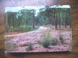 Nederland Holland Pays Bas Aalten Achterhoek Met Wandelaars In Het Bos - Aalten