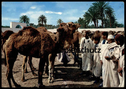 ÄLTERE POSTKARTE LIBYA CATTLE MARKET MERCATO BESTIAME CAMEL TRIPOLI  LIBYEN Tripolis Libiya Cpa Postcard Ansichtskarte - Libye