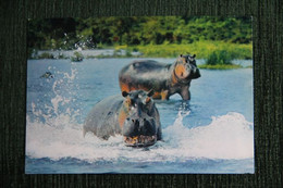 FAUNE AFRICAINE : HIPPOPOTAMES - Hippopotamuses