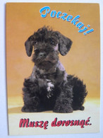 Dog  Chien  Hund / Polish Postcard - Honden