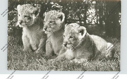 2000 HAMBURG - STELLINGEN, Hagenbecks Tierpark / Zoo, Löwenbabys - Stellingen