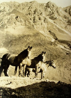 LANGWIES Pferde Auf Hoher Alp Foto L. Brüesch Langwies - Langwies