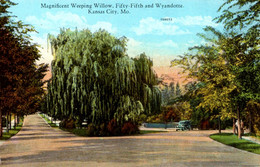 MAGNIFICENT WEEPING WILLOW, FIFTRY-FIFTH AND WYANDOTTE - KANSAS CITY, MO - Kansas City – Missouri