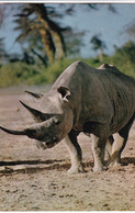 RHINOCEROS - Rinoceronte