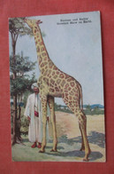 Barnum & Bailey  Greatest Show On Earth     The  Giraffe~     Ref 4829 - Girafes