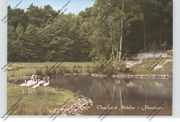 4439 METELEN, Vogelpark / Zoo, Flamingos - Steinfurt