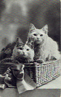 Couple De Chats Dans Un Panier D'osier 1914 - Cats