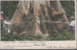 1905. Victoria. POST CARD With GIANT TREE - NEERIM 40 FEET GIRTH Cancelled BALLARA 6 ... () - JF417229 - Covers & Documents