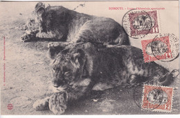 COTE DES SOMALIS - 1906 - CARTE De DJIBOUTI NON CIRCULEE - LIONS D'ABYSSINIE - Briefe U. Dokumente