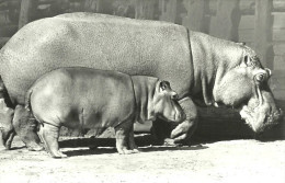 HIPPOPOTAMUS * BABY HIPPO * ANIMAL * ZOO & BOTANICAL GARDEN * BUDAPEST * KAK 0203 783 * Hungary - Hippopotamuses