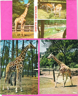 Lot 3 Cartes De Girafe Dans Un Parc En France La Flèche, Frèjus, Peaugres - Jirafas