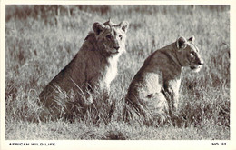 Lionnes Aux Aguets  African Wild Life By Kathleen Firmin N°92 Lionesses - Lions