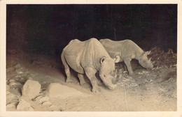 Carte Photo Rhinocéros De Nuit Photocard Martin Johnson Flashlight Of 2 Rhinos - Rinoceronte