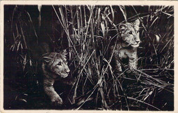 Carte Photo Lionceaux Photocard Patel & Sons Mombasa Lion Cubs - Lions