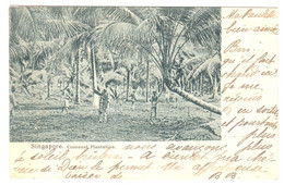 Delcampe - Singapore - 1904 - Cocoanut Plantation - Singapur