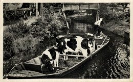 Giethoorn Koeien In Kano Kanosport  OVERIJSSEL GIETHOORN  HOLLAND HOLANDA NETHERLANDS - Giethoorn