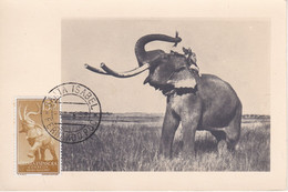 POSTAL DE FERNANDO POO DE UN ELEFANTE (ELEPHANT) DEL AÑO 1958 - (GUINEA ESPAÑOLA) - Guinée Equatoriale