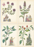 MEDICAL USEFULL PLANTS 16 Postcards 1983 #A34 - Piante Medicinali