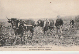 ILE D'OLERON. - Le Labourage. Bel Attelage à Boeuf - Attelages