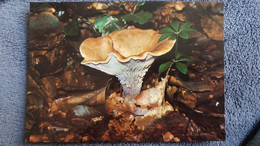 CPSM CHAMPIGNON CLITOCYBE EN TROMPETTE COMESTIBLE PHOTO ERNEST NATURAL DIAS - Funghi