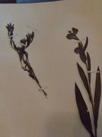 Planches Herbier Boraginaceae - B. Bloemplanten & Bloemen