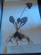 Planche Herbier Primulaceae - B. Bloemplanten & Bloemen
