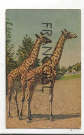 Girafes. Edition Stehli. 1959 - Girafes