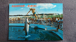 CPM RIMINI AQUARIUM DES DAUPHINS SPECTACLE PAVICART - Delfines