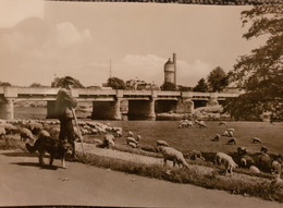 AK Eilenburg  Torgauer Brücke - Schäfer Mit Herde+Hund - 1980 - Eilenburg