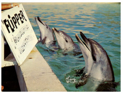 (NN 9) Australia - SA - Marineland Dolphin Flipper & Music Note - Dauphins