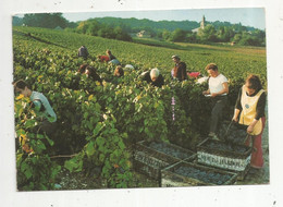JC , G , Agricultute , Vignes , Vin , Champagne , 51 , HAUTVILLERS ,scéne De Vendanges ,voyagée 1989 , MOËT & CHANDON - Vigne