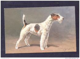 Thème CHIENS - Illustrateur J. RIVST - Chien : Fox Terrier EDITION STEHLI  NON ECRITE  SUPERBE  UNUSED - Dogs