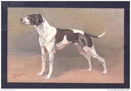 Thème CHIENS - Illustrateur J. RIVST - Chien : Pointer Dog EDITION STEHLI  NON ECRITE  SUPERBE  UNUSED - Honden