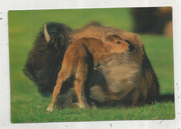 Cp, Carte à Système ,3 D , Animaux , BISON , BISONNEAU , Vierge, Ed. Cornelissen - A Systèmes